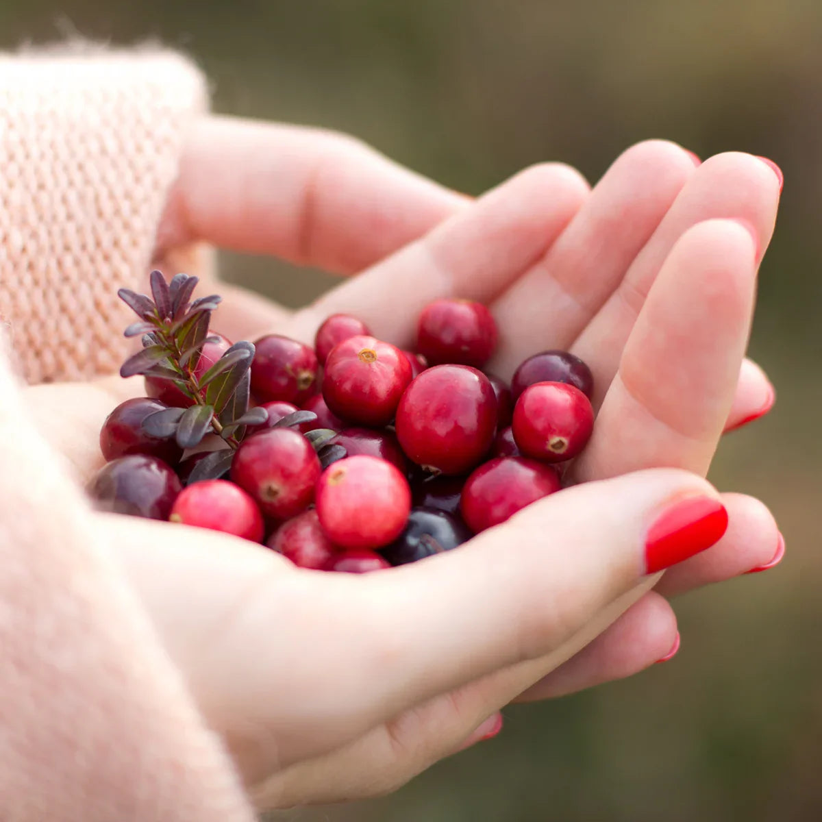 Mannavita Cranberry 100% pure pressed juice • 500 ml - Mannavita