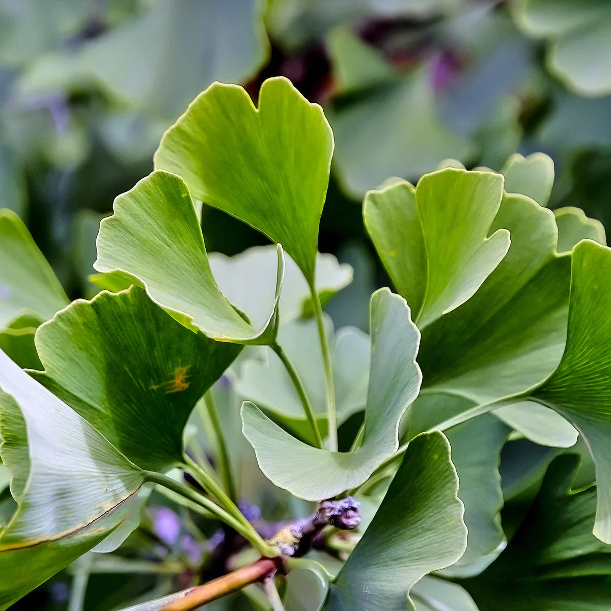 GINK-Q10 • Q10 Coenzyme + Ginkgo Biloba complex • 60 capsules - Mannavita