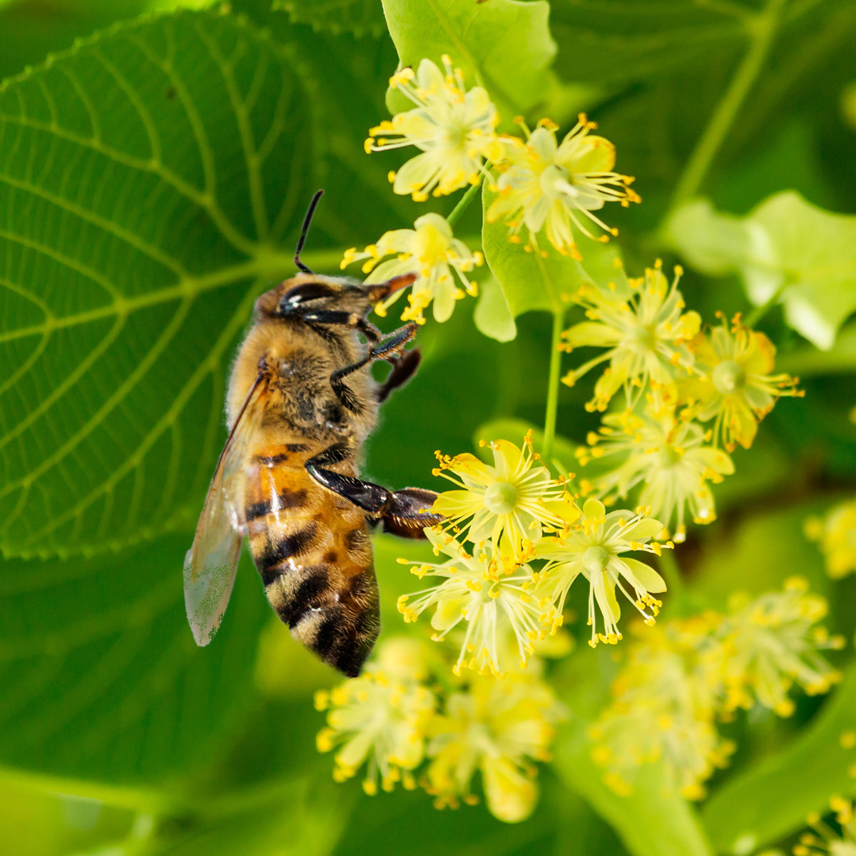 Bilbo rå lindehonning • 250 g