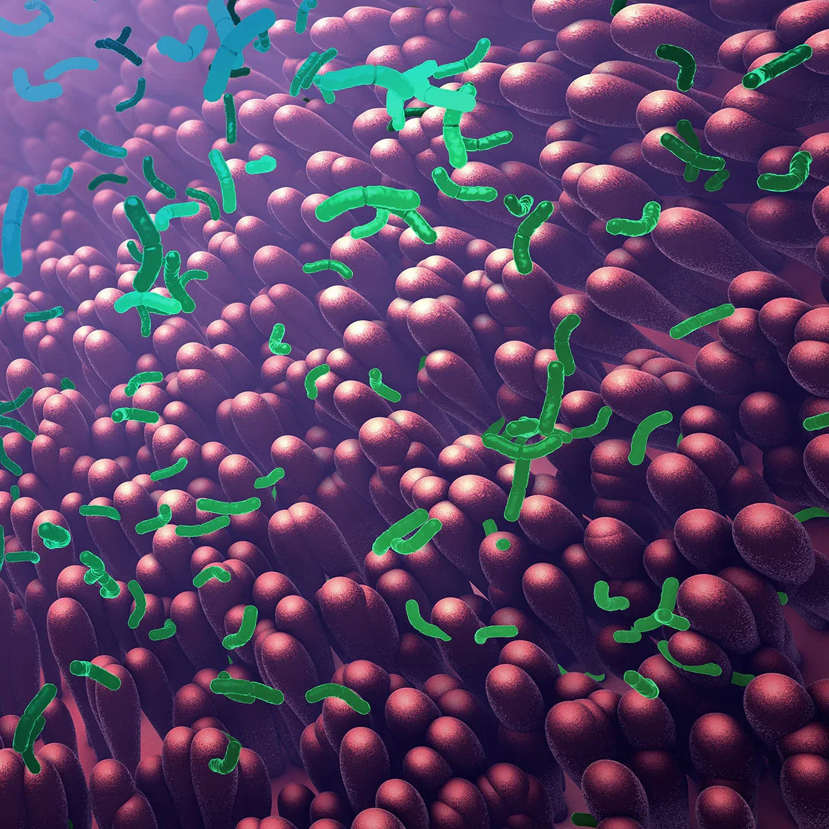 Multi Biotic probiotic • 20 billion bacteria from 8 strains • 30 capsules - Mannavita