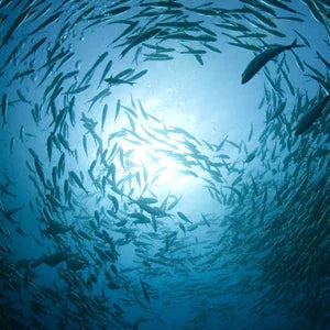 Krill olie, Fiskolie, Omega-3