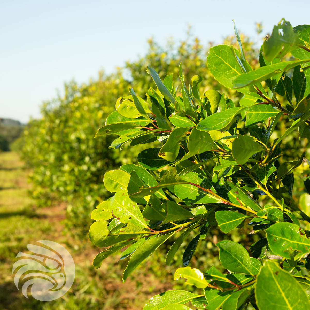 Rosamonte yerba mate-te • SPECIAL • 500 g