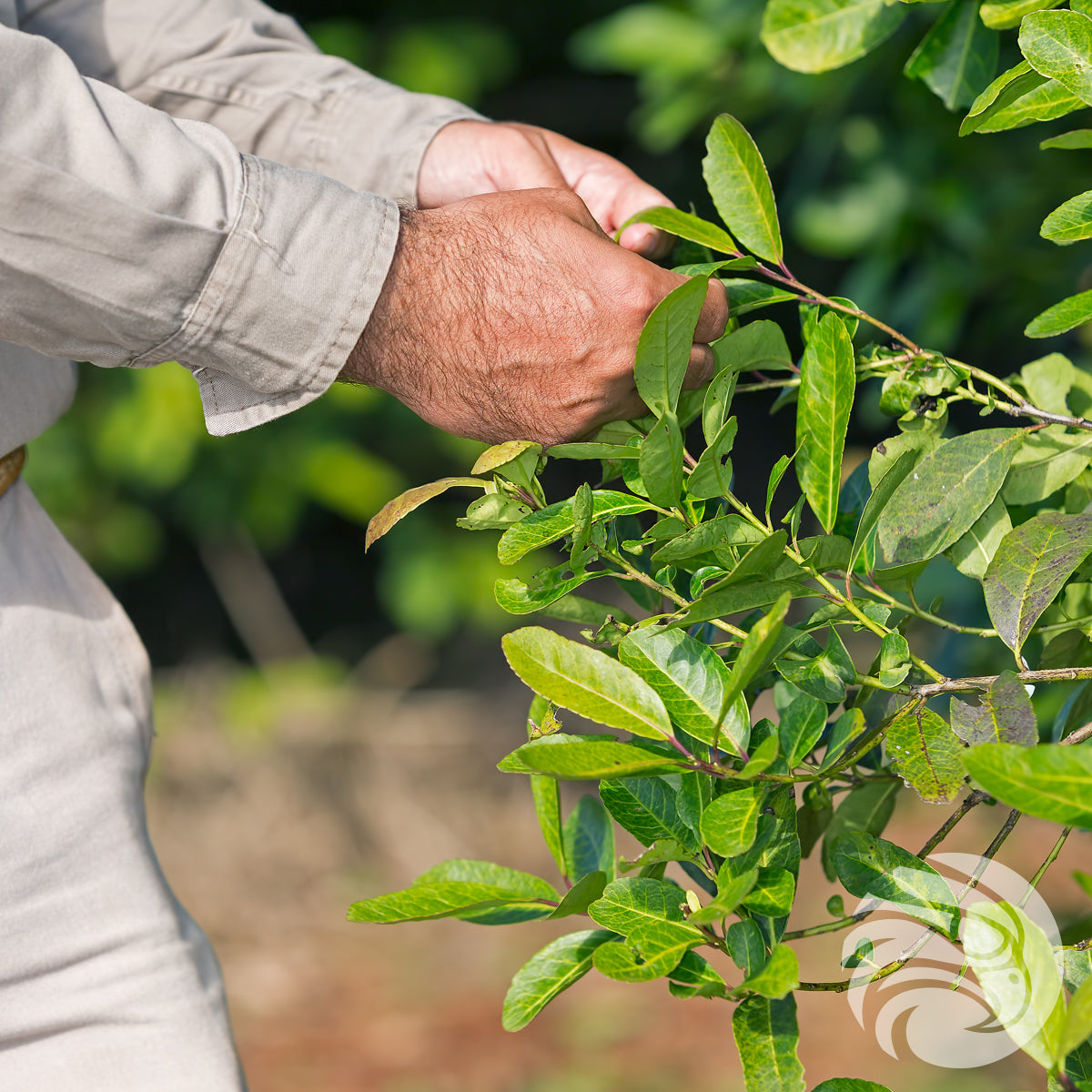 CBSé yerba mate tea • Orange • 500 g