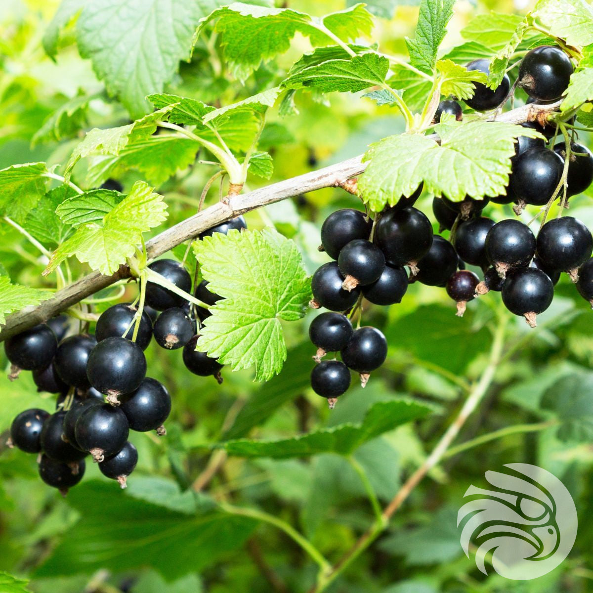Manuka-honning pastiller med solbær • 15 stk.