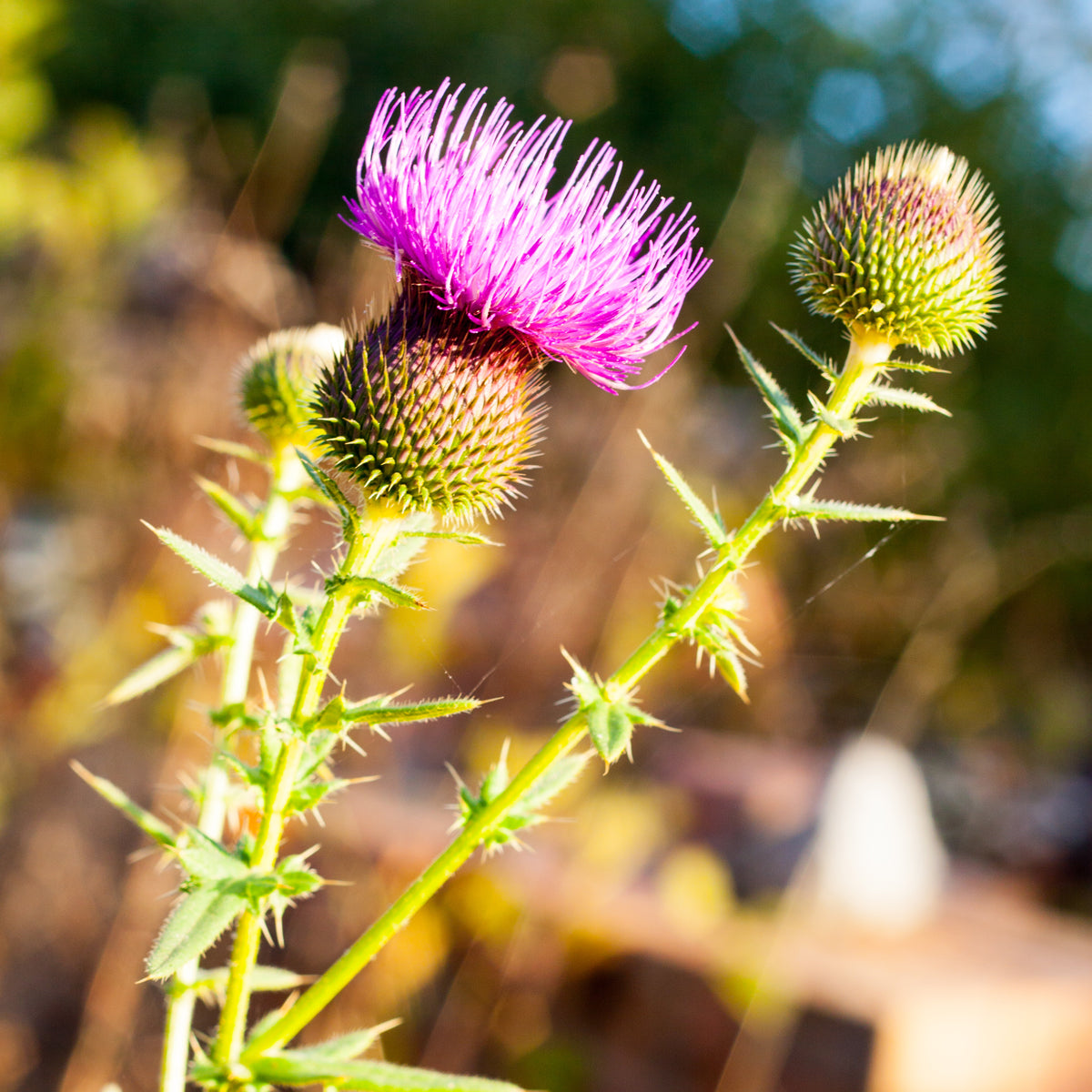 Mannavita ungarsk koldpresset marietidselolie • 250 ml