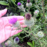 Mannavita ungarsk koldpresset marietidselolie • 250 ml