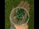 Mannavita Spirulina 500 mg tabletter • 180 stk.