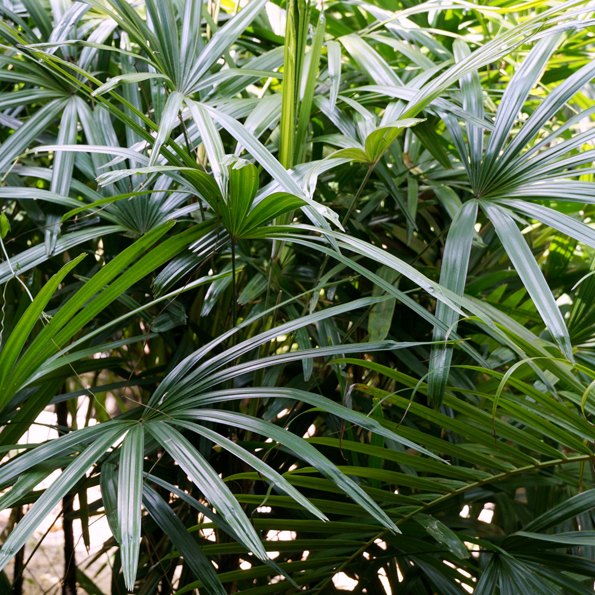 PROSTAX prostata-kompleks • 60 kapsler