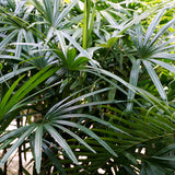 PROSTAX prostata-kompleks • 60 kapsler