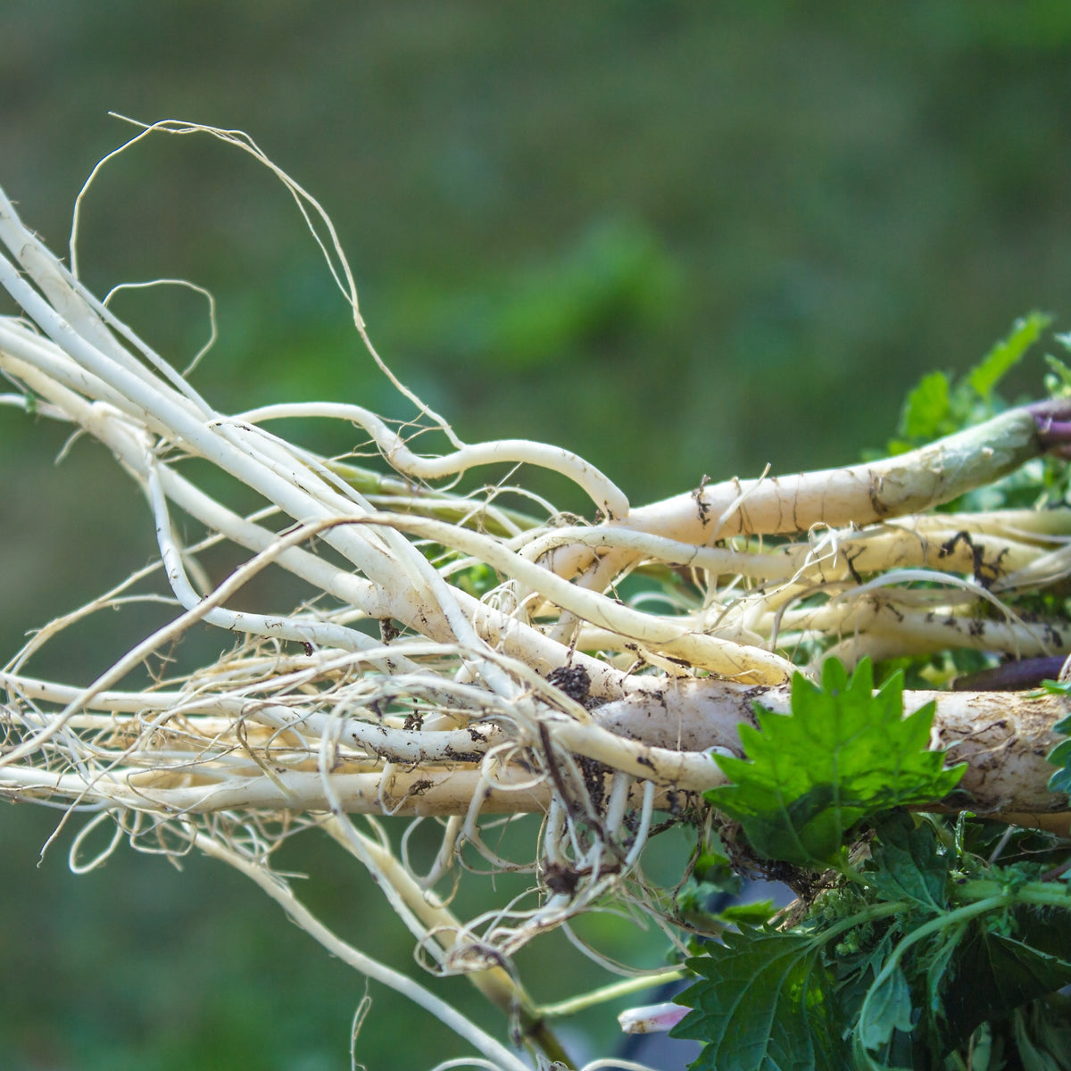 PROSTAX prostata-kompleks • 60 kapsler