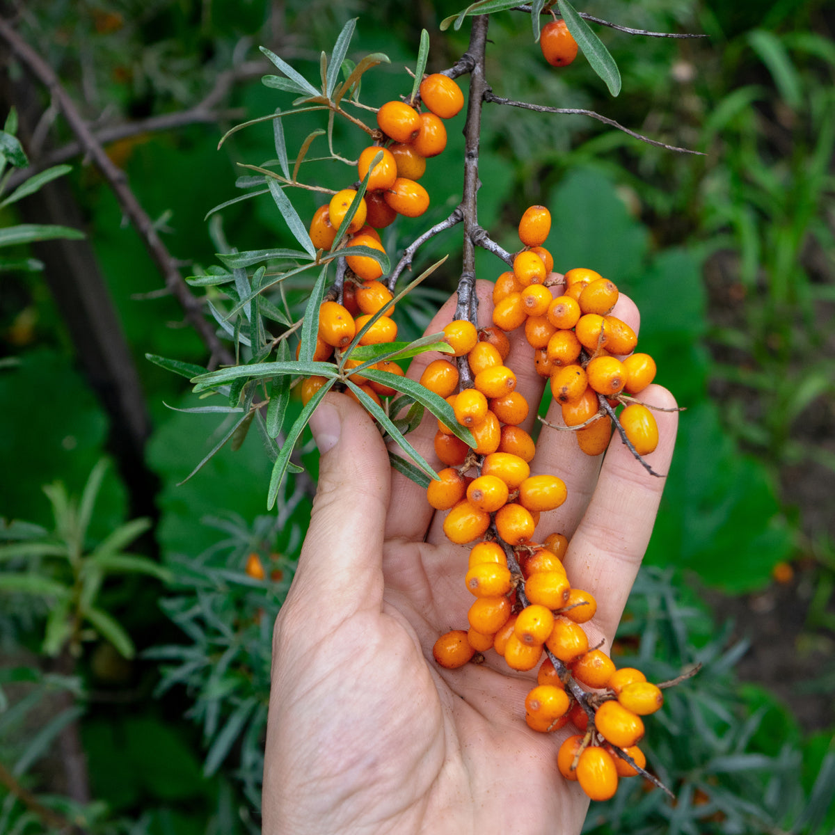 Mannavita ungarsk koldpresset havtornfrøolie • 40 ml